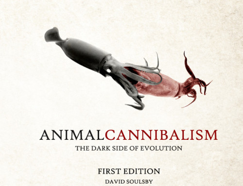 Animal Cannibalism